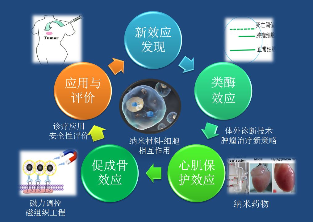 生物相容性的纳米材料及器件,研制多功能纳米生物探针,发展靶向识别